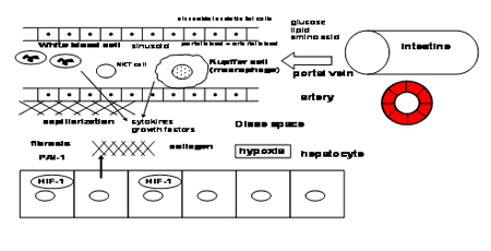 Lymphocyte Trafficking