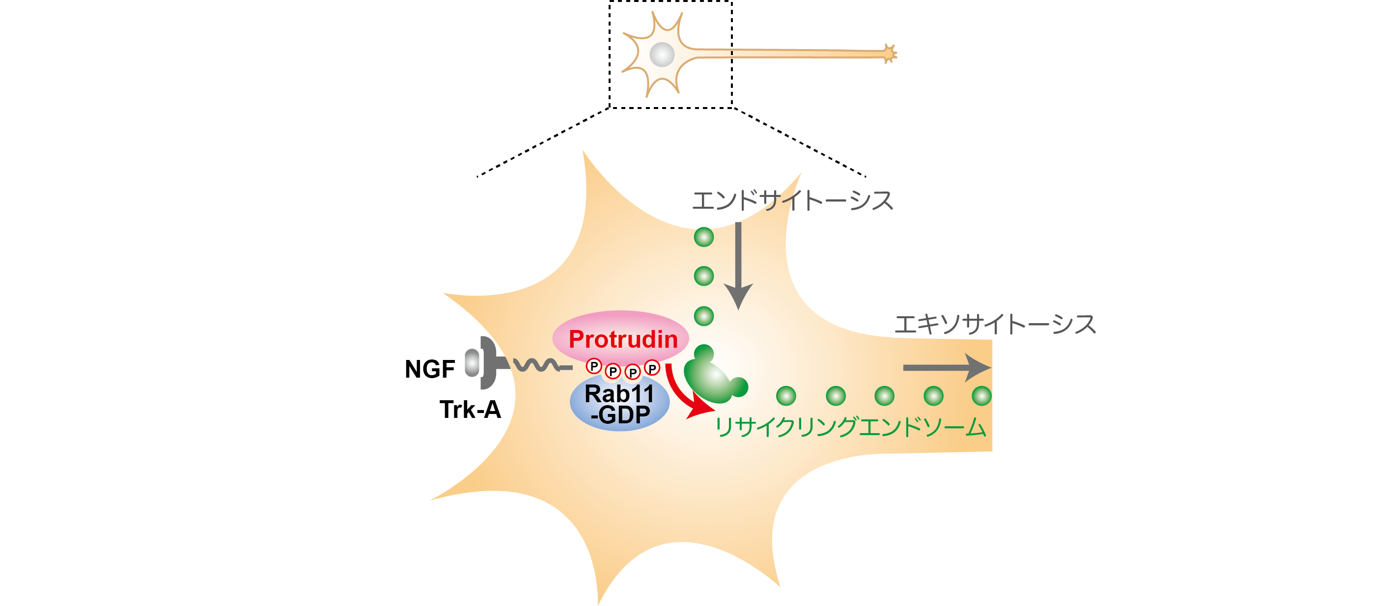 図2　プロトルーディンはGDP結合型Rab11と結合し、微小管に沿った極性輸送の促進に働く。