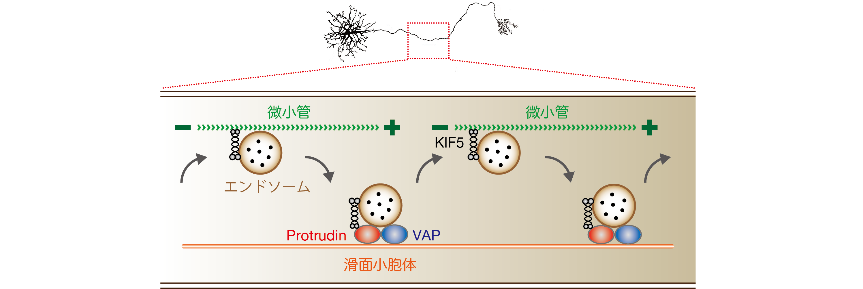 図3　プロトルーディンは、微小管と小胞体間のエンドソーム動態を制御し、極性輸送の促進に働く。