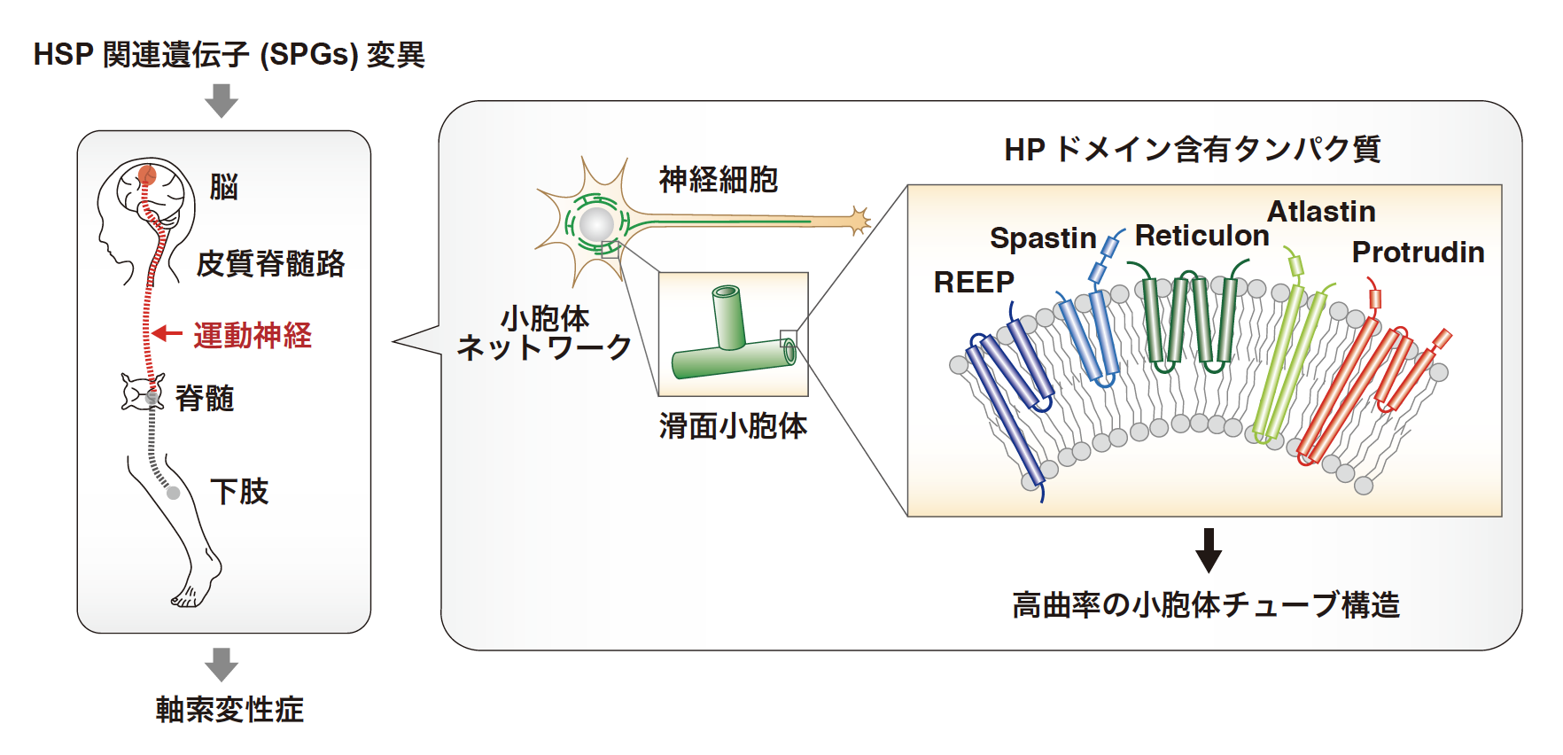 図4　プロトルーディンは遺伝性痙性対麻痺（HSP）関連タンパク質と小胞体上で相互作用し、小胞体の構造制御に働いている。プロトルーディンの疾患変異体は、凝集し小胞体ストレスを誘導することにより神経変性を引き起こす。