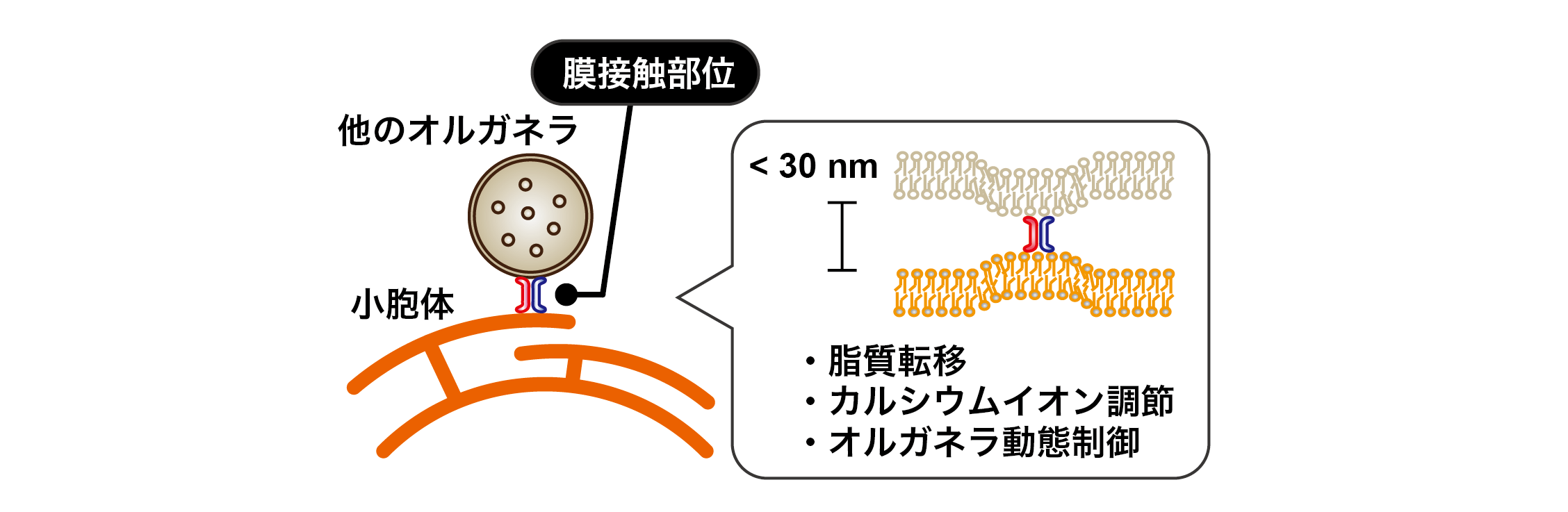 図1　膜接触部位