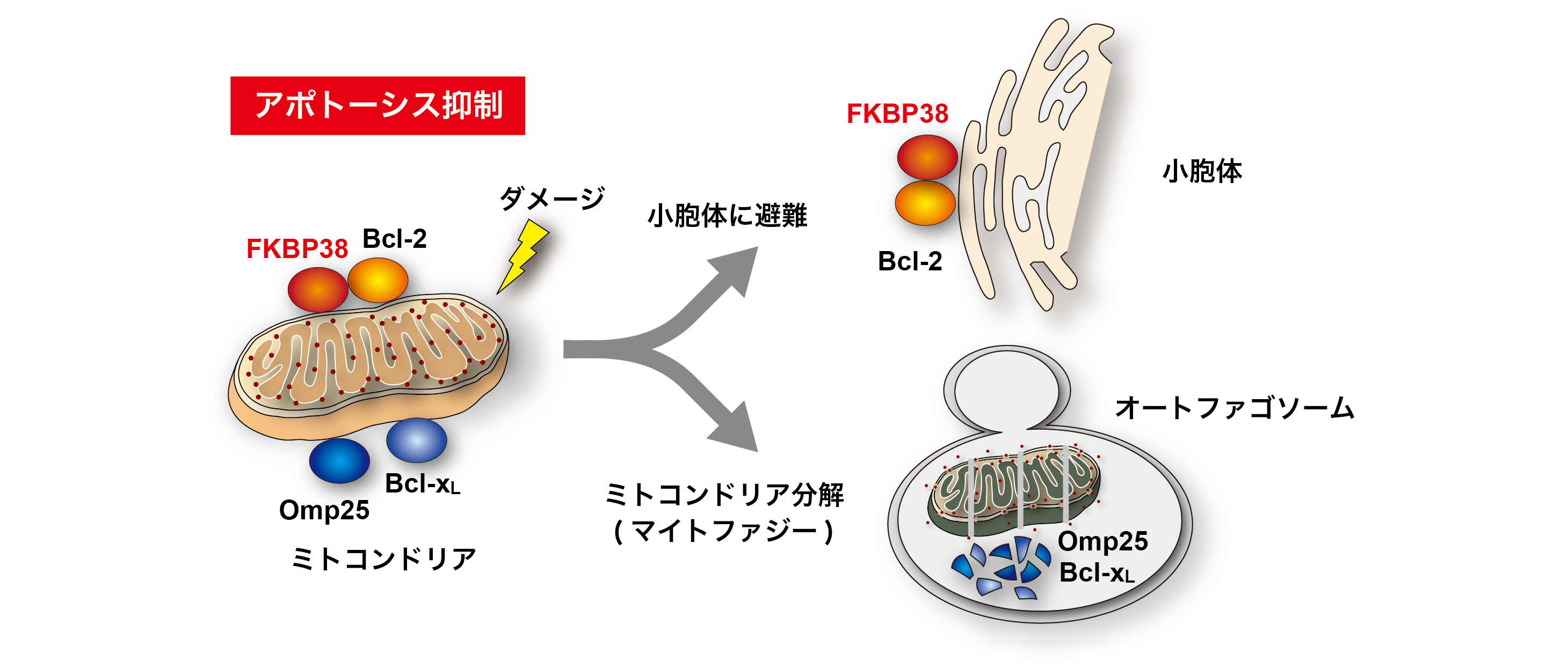 図8　FKBP38によるアポトーシス制御機構