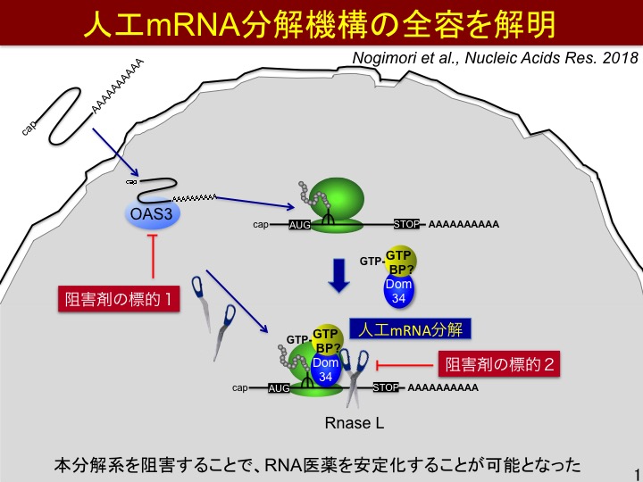 No-013　野木森先輩の論文