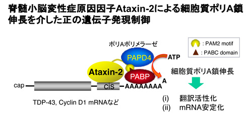 No-014　稲垣先輩の論文