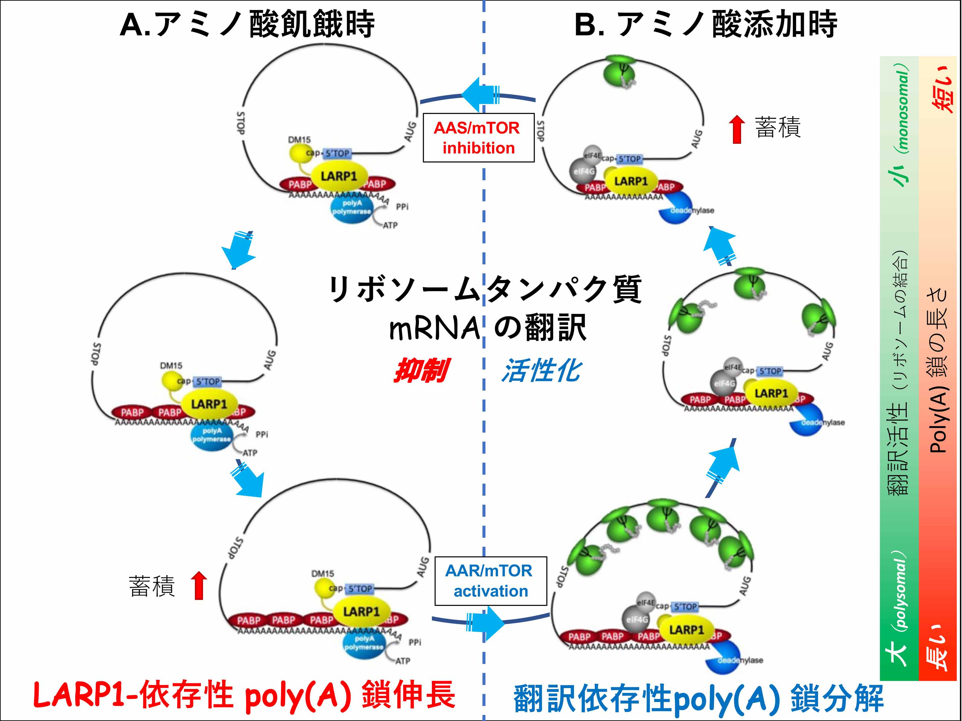 No-015　尾上先生の論文