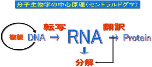 図１