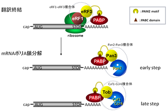 図２