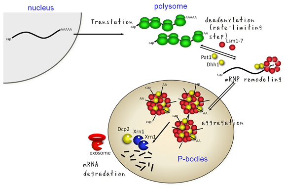 図３