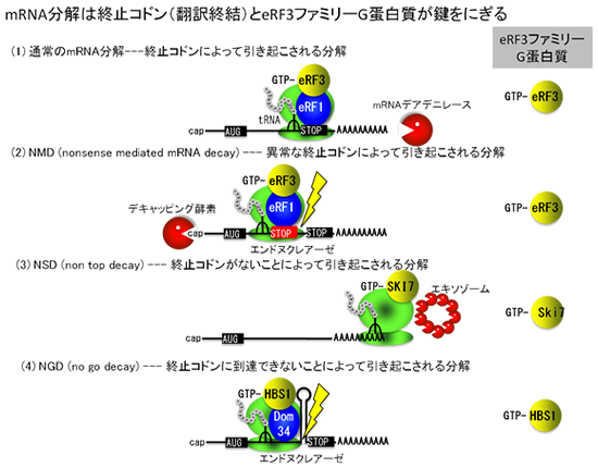 図５