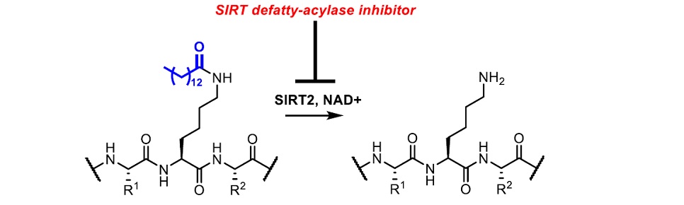 名古屋市立大学 大学院薬学研究科 薬化学分野