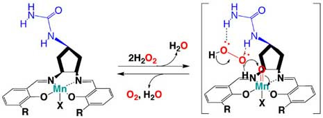 Enhanced Catalase-like Activity of Manganese Salen Complexes in Water: Effect of Three-dimensionally Fixed Auxiliary