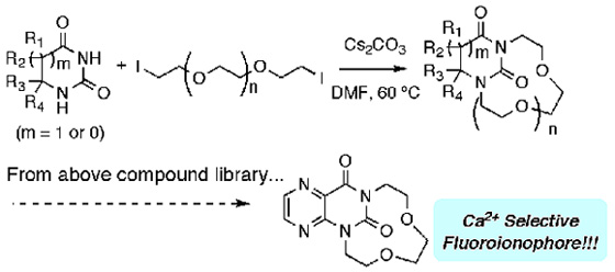 A Versatile Strategy for the Synthesis of Crown Ether-Bearing Heterocycles: Discovery of Calcium-Selective Fluoroionophore