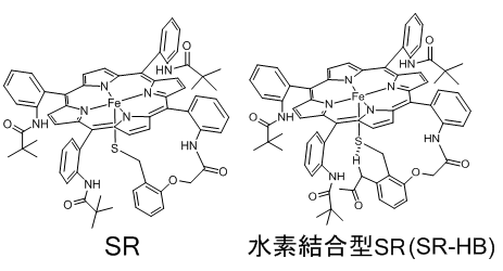 シトクロムP450配位構造モデル型SR錯体類を用いた、チオレート軸配位子の効果の解明を目指した研究