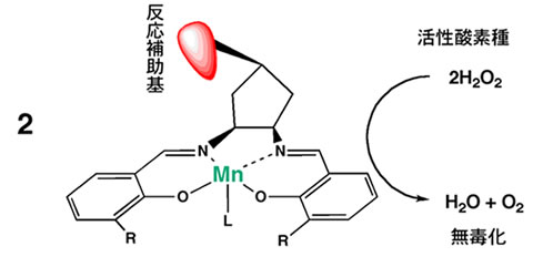 有害な活性酸素種を無毒化する触媒分子